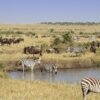 Masai-Mara-National-Reserve