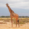 giraffe-amboseli-national-park-kenya-20256666