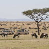Herd of blue wildebeests (Connochaetes taurinus) with two safari jeeps, Great Migration, Masai Mara National Reserve, Kenya, Africa