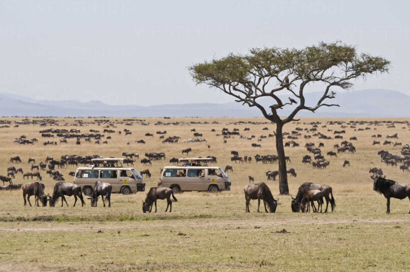 Herd of blue wildebeests (Connochaetes taurinus) with two safari jeeps, Great Migration, Masai Mara National Reserve, Kenya, Africa