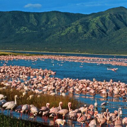Lake Elementeita is located in between Lake Nakuru and Lake Naivasha. The Name Elementeita was derived from Maasai Word which they named the place a dusty place
