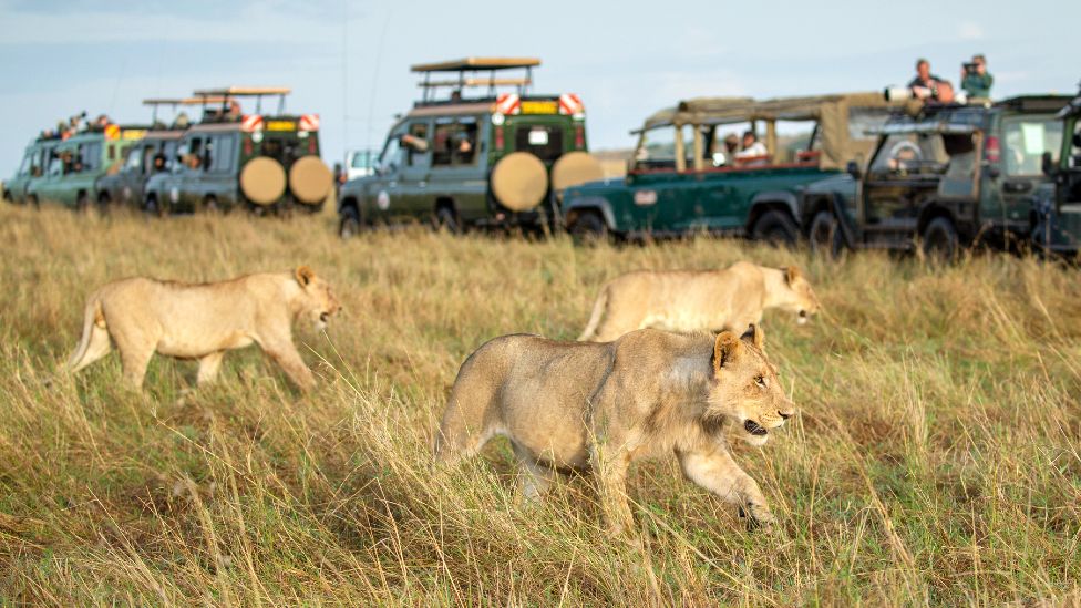 Masai Mara National Reserve - Hyrax Safaris